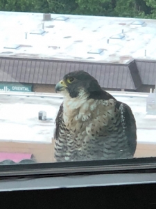 Falcon at the new office