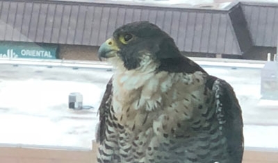 Falcon at the new office
