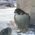 Sighting of banded Peregrine Falcon with Black over Green band in Towson, MD